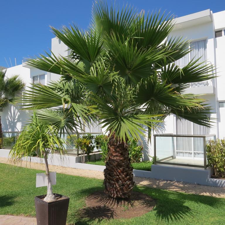 Lua Hotel Champotón Dış mekan fotoğraf